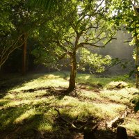 Солнечный свет в джунглях, Коста Рика :: Yevgeniya Lucky