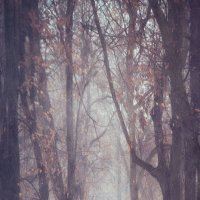 В тумане :: Елена Черепицкая