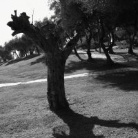 Дерево и его тень :: Алла Шапошникова