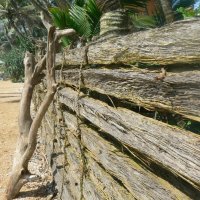 Пальмовый забор :: grovs 