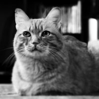 Портрет моего кота :: Максим Стрижаченко