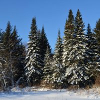 Елочки принарядились :: Вера Андреева