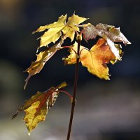 Осенний свет пробил листву... :: Валентина Харламова
