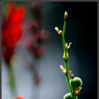 *** :: AVETIS GHAZANCHYAN