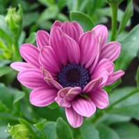 Osteospermum / Остеоспермум или капская маргаритка :: laana laadas