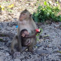 Мама обезьянка с малышом :: Елена Береговых