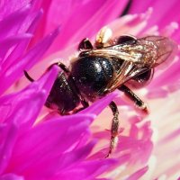 Пчелка :: Александр Резуненко