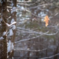 Последний . :: Елена Леневенко