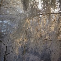 Окутанные снегом. :: Виктор Гришенков