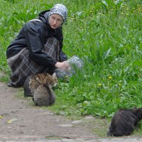 Паломница кормящая кошек :: Паровозик из Ромашково Ж