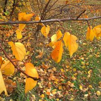 осенние листья :: петькун  георгий 