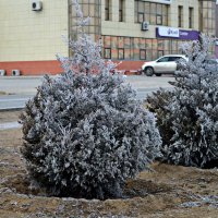 Первый иней в Актау :: Анатолий Чикчирный