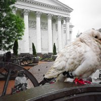 Холодно,холодно,холодно в городе том... :: Александр Яковлев