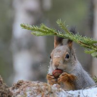 Обед :: Анатолий 