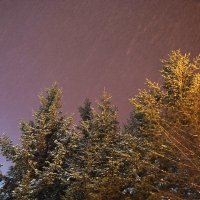 Снег и ели, вечер чудесный :: Людмила Мозер