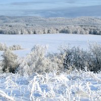 Предновогодний лес :: Константин Филякин