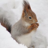 В зимней шубке :: Валентина 