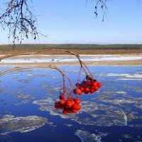 Предзимье :: Александра Карпова