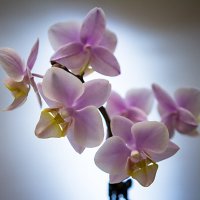 Орхидея 2 :: Сергей Быстров