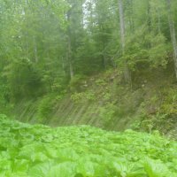 Горный  обвал  в  Карпатском лесу :: Андрей  Васильевич Коляскин