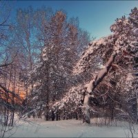 Старая сосна :: Виктор Четошников