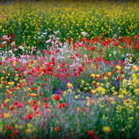 *** :: AVETIS GHAZANCHYAN