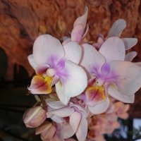 орхидея :: Galina194701 