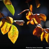 Янтарными красками осень рисует ... :: Евгений Лимонтов