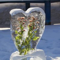 цветы, лёд :: Вадим Нечаев