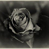 Dark rose :: Evgeniy Vejnik