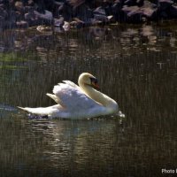 Водные процедуры :: Евгений Лимонтов