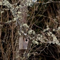 лесной домик :: ольга кривашеева