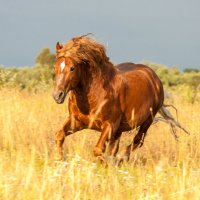 . :: Алевтина Ольховских