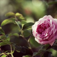 vintage rose :: Анжела Новикова