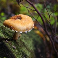 mushroom :: Анжела Новикова