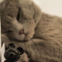 олимпийский мишка...и навязчивый котейко))) :: Ника Винницкая