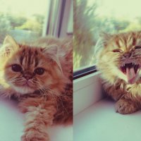 Солнечный кот :: Юлия Листопадская