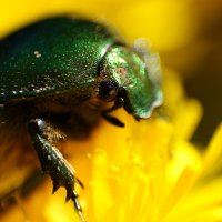 beetle :: Анжела Новикова