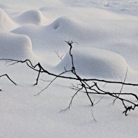 Зигазюлина прогуливалась... :: Юля Стаброва