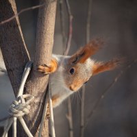 red squirrel :: Владислав Чернов