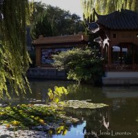Пруд в Китайском саду :: Евгений Лимонтов
