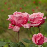 Розовые розы :: Ирина Татьяничева