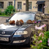 Кошки на Машине :: Николай Шлыков