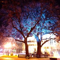 winter tree :: Денис Мстиславский