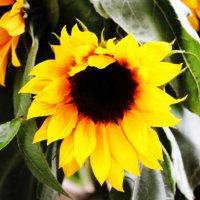 Sunflower :: Sonya Voloshyna