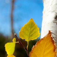 birch forest :: MaxS upper