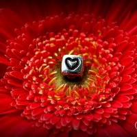 flower heart :: Sonya Voloshyna