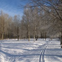Зимний лес. :: Рай Гайсин