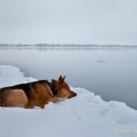 вот вернётся хозяин... :: Roman 