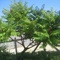 Сумах или уксусное дерево :: laana laadas
